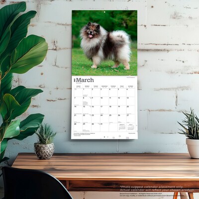 2027 BrownTrout Keeshonden 12" x 12" Monthly Wall Calendar (9798330714308)