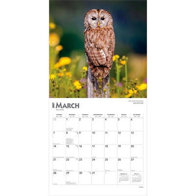 2027 BrownTrout Owls 12" x 12" Monthly Wall Calendar (9798330712090)