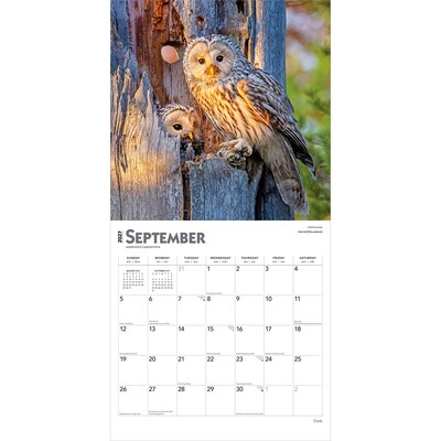 2027 BrownTrout Owls 12" x 12" Monthly Wall Calendar (9798330712090)