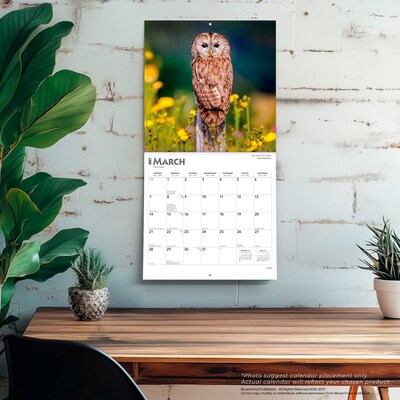 2027 BrownTrout Owls 12" x 12" Monthly Wall Calendar (9798330712090)