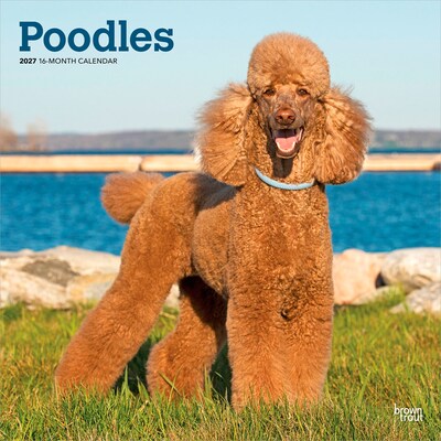 2027 BrownTrout Poodles 12 x 12 Monthly Wall Calendar (9798330712595)
