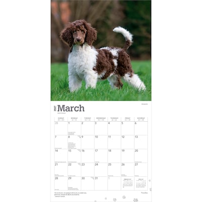 2027 BrownTrout Poodles 12" x 12" Monthly Wall Calendar (9798330712595)