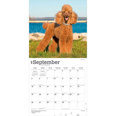 2027 BrownTrout Poodles 12" x 12" Monthly Wall Calendar (9798330712595)