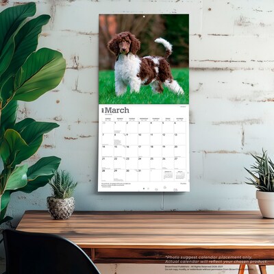 2027 BrownTrout Poodles 12" x 12" Monthly Wall Calendar (9798330712595)