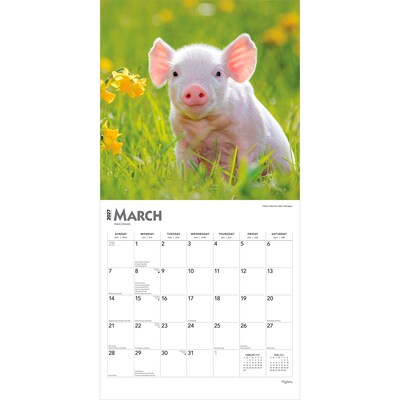2027 BrownTrout Piglets 12" x 12" Monthly Wall Calendar (9798330711932)