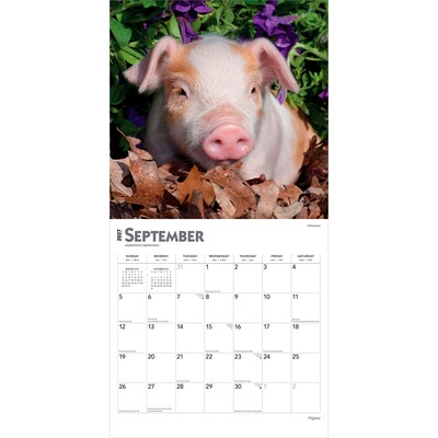 2027 BrownTrout Piglets 12" x 12" Monthly Wall Calendar (9798330711932)