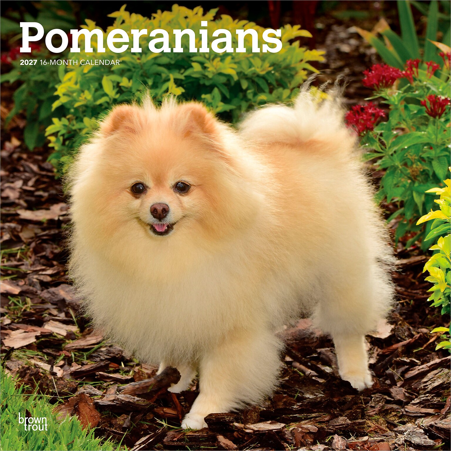 2027 BrownTrout Pomeranians 12 x 12 Monthly Wall Calendar (9798330714445)