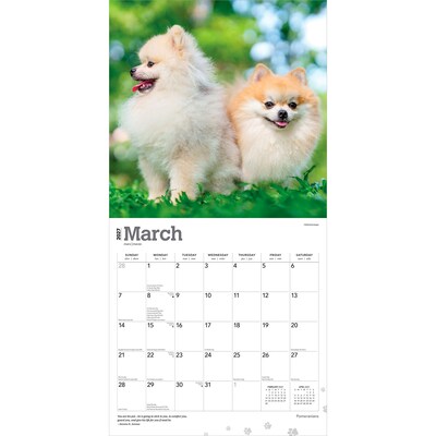 2027 BrownTrout Pomeranians 12" x 12" Monthly Wall Calendar (9798330714445)