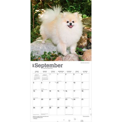 2027 BrownTrout Pomeranians 12" x 12" Monthly Wall Calendar (9798330714445)