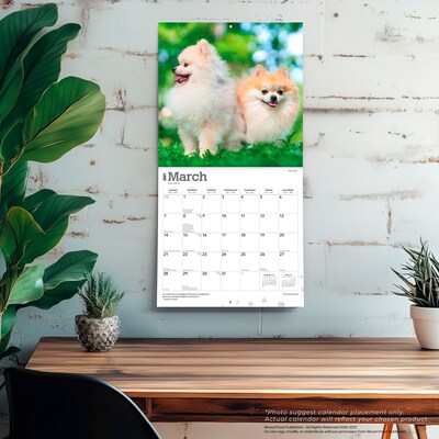 2027 BrownTrout Pomeranians 12" x 12" Monthly Wall Calendar (9798330714445)