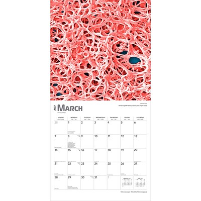 2027 BrownTrout Microscopic World of Innerspace 12" x 12" Monthly Wall Calendar (9798330714261)