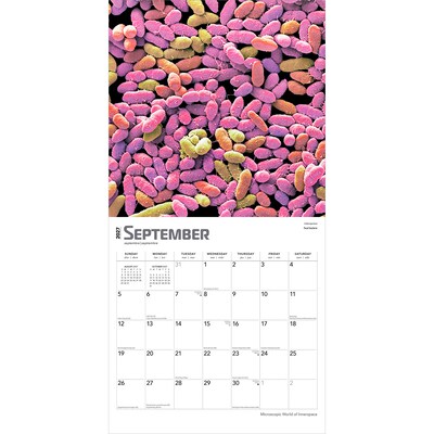 2027 BrownTrout Microscopic World of Innerspace 12" x 12" Monthly Wall Calendar (9798330714261)