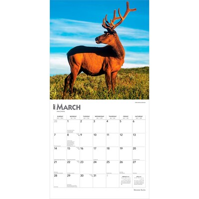 2027 BrownTrout Monster Bucks 12" x 12" Monthly Wall Calendar (9798330712083)