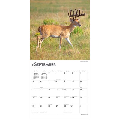 2027 BrownTrout Monster Bucks 12" x 12" Monthly Wall Calendar (9798330712083)