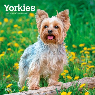 2027 BrownTrout Yorkshire Terriers 12 x 12 Monthly Wall Calendar (9798330712731)