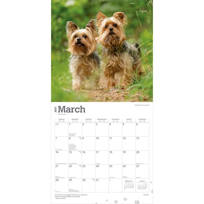 2027 BrownTrout Yorkshire Terriers 12" x 12" Monthly Wall Calendar (9798330712731)