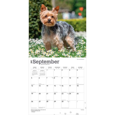 2027 BrownTrout Yorkshire Terriers 12" x 12" Monthly Wall Calendar (9798330712731)