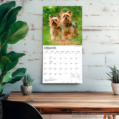 2027 BrownTrout Yorkshire Terriers 12" x 12" Monthly Wall Calendar (9798330712731)