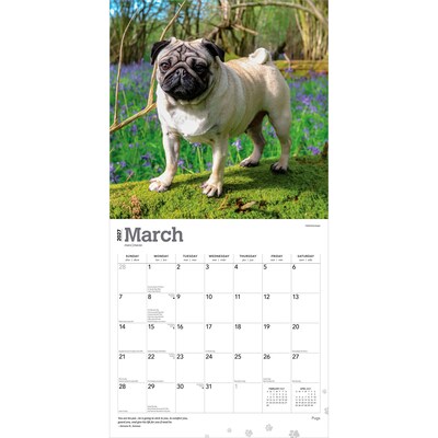 2027 BrownTrout Pugs 12" x 12" Monthly Wall Calendar (9798330712601)