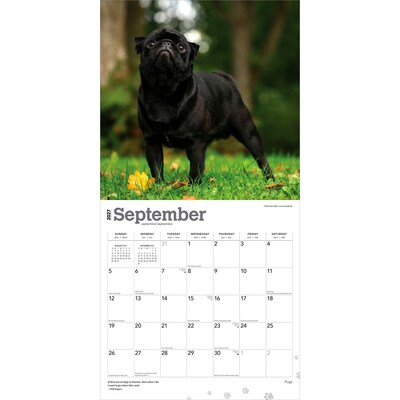 2027 BrownTrout Pugs 12" x 12" Monthly Wall Calendar (9798330712601)