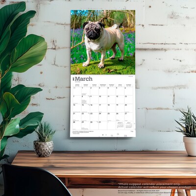 2027 BrownTrout Pugs 12" x 12" Monthly Wall Calendar (9798330712601)