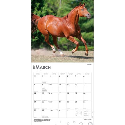 2027 BrownTrout Quarter Horses 12" x 12" Monthly Wall Calendar (9798330712014)