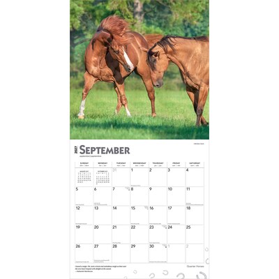2027 BrownTrout Quarter Horses 12" x 12" Monthly Wall Calendar (9798330712014)