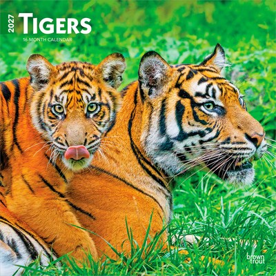 2027 BrownTrout Tigers 12 x 12 Monthly Wall Calendar (9798330712120)