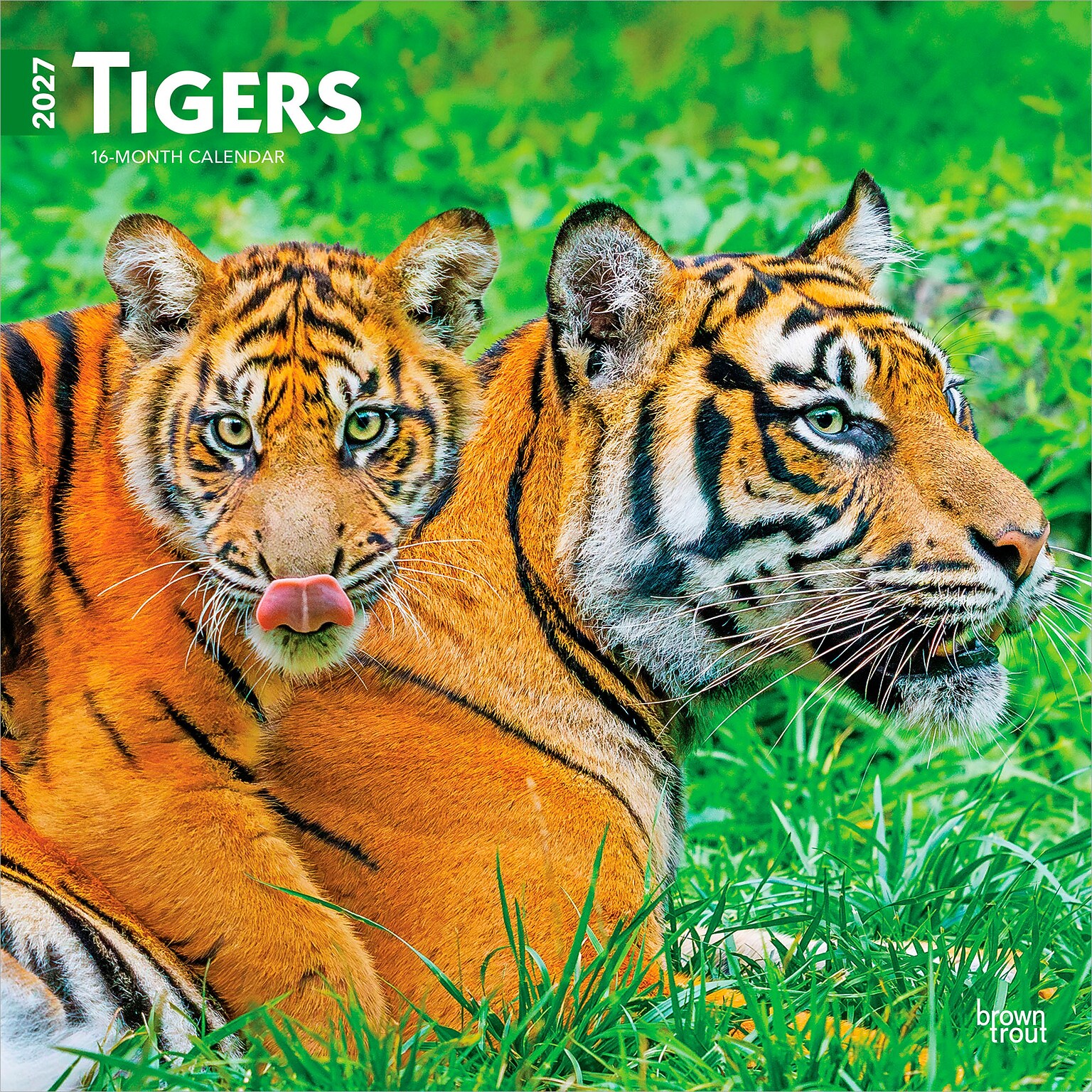 2027 BrownTrout Tigers 12 x 12 Monthly Wall Calendar (9798330712120)