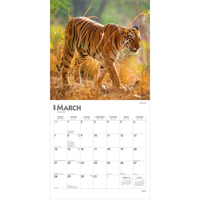 2027 BrownTrout Tigers 12" x 12" Monthly Wall Calendar (9798330712120)