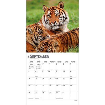 2027 BrownTrout Tigers 12" x 12" Monthly Wall Calendar (9798330712120)