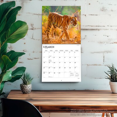 2027 BrownTrout Tigers 12" x 12" Monthly Wall Calendar (9798330712120)