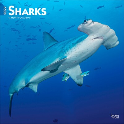 2027 BrownTrout Sharks 12 x 12 Monthly Wall Calendar (9798330712106)