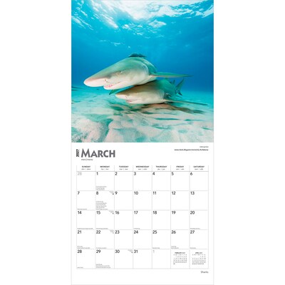 2027 BrownTrout Sharks 12" x 12" Monthly Wall Calendar (9798330712106)