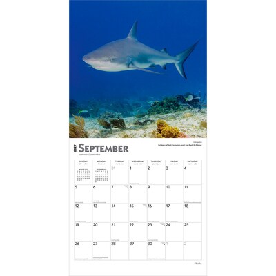 2027 BrownTrout Sharks 12" x 12" Monthly Wall Calendar (9798330712106)