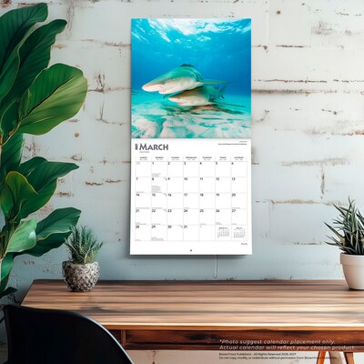 2027 BrownTrout Sharks 12" x 12" Monthly Wall Calendar (9798330712106)
