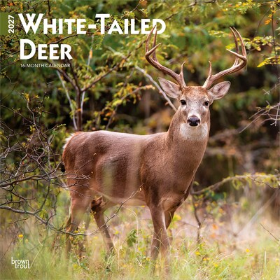 2027 BrownTrout White Tailed Deer 12 x 12 Monthly Wall Calendar (9798330712137)