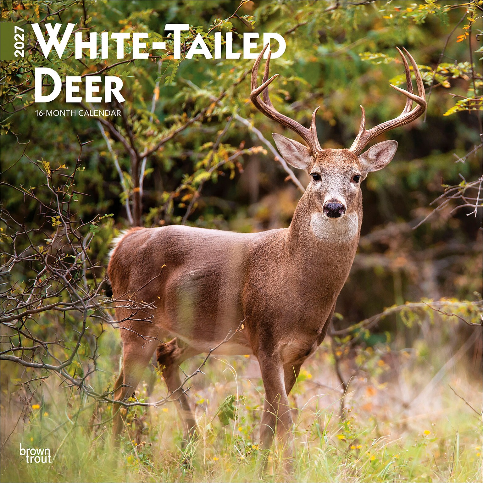 2027 BrownTrout White Tailed Deer 12 x 12 Monthly Wall Calendar (9798330712137)