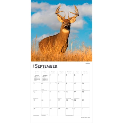 2027 BrownTrout White Tailed Deer 12" x 12" Monthly Wall Calendar (9798330712137)
