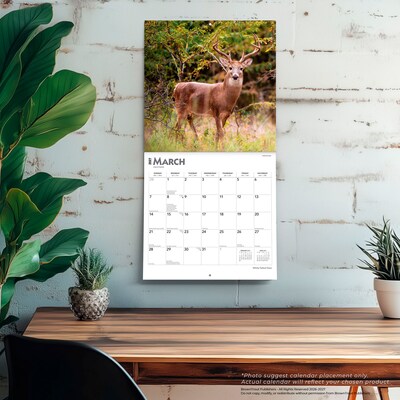 2027 BrownTrout White Tailed Deer 12" x 12" Monthly Wall Calendar (9798330712137)