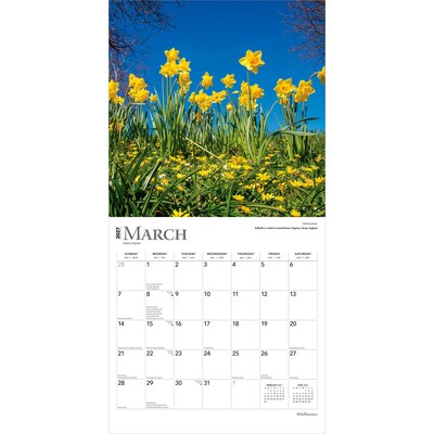 2027 BrownTrout Wildflowers 12" x 12" Monthly Wall Calendar (9798330711369)