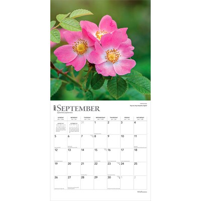 2027 BrownTrout Wildflowers 12" x 12" Monthly Wall Calendar (9798330711369)