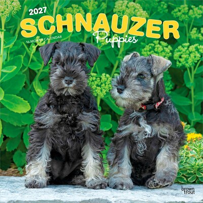 2027 BrownTrout Schnauzer Puppies 12 x 12 Monthly Wall Calendar (9798330714490)