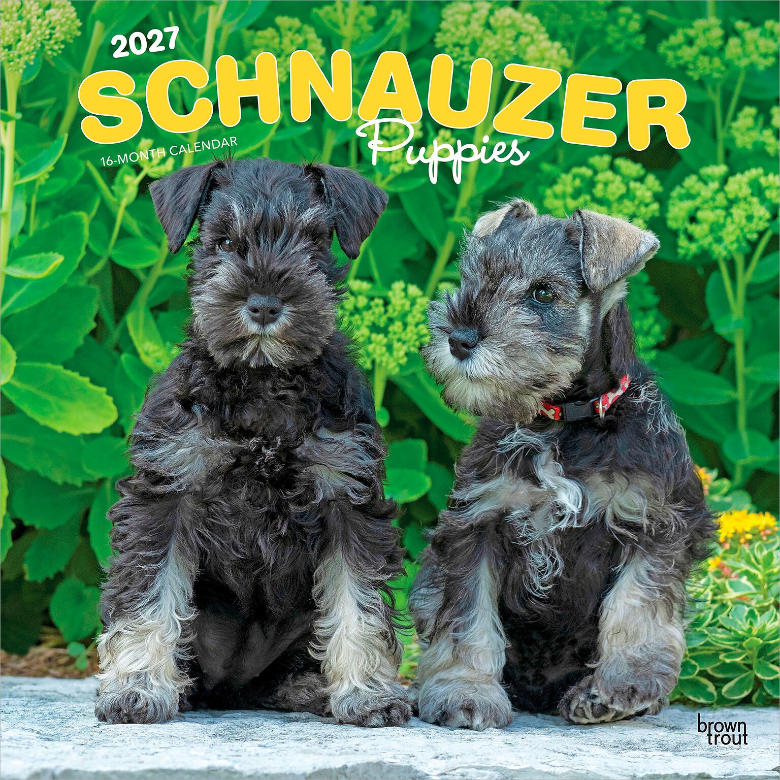 2027 BrownTrout Schnauzer Puppies 12 x 12 Monthly Wall Calendar (9798330714490)