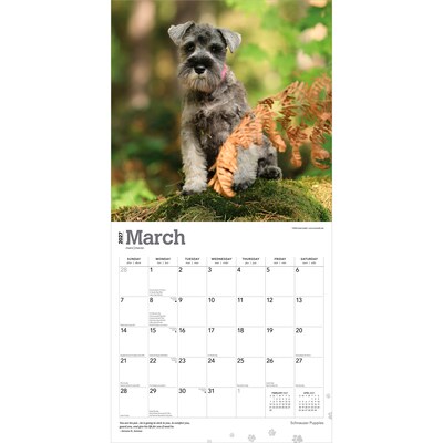 2027 BrownTrout Schnauzer Puppies 12" x 12" Monthly Wall Calendar (9798330714490)