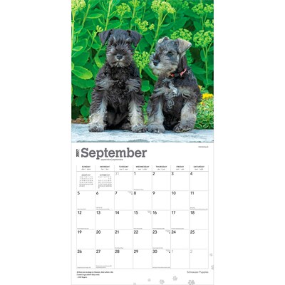 2027 BrownTrout Schnauzer Puppies 12" x 12" Monthly Wall Calendar (9798330714490)