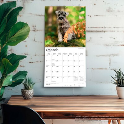 2027 BrownTrout Schnauzer Puppies 12" x 12" Monthly Wall Calendar (9798330714490)