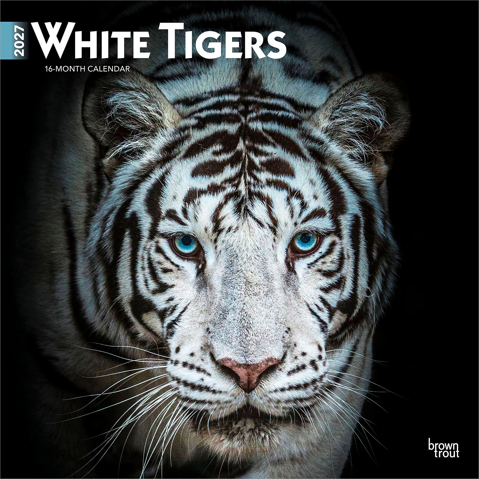 2027 BrownTrout White Tigers 12 x 12 Monthly Wall Calendar (9798330712144)
