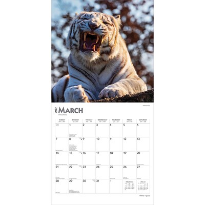 2027 BrownTrout White Tigers 12" x 12" Monthly Wall Calendar (9798330712144)