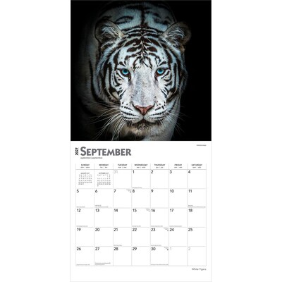 2027 BrownTrout White Tigers 12" x 12" Monthly Wall Calendar (9798330712144)